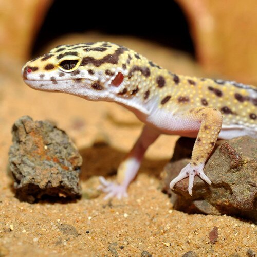 HabiStat Leopard Gecko Bedding Monkfield Reptile